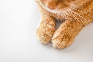 Ginger cat sitting on the table. Tabby cat relaxing at home. Cat paws closeup. Copy space.
