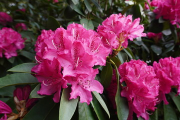 flowering rhododendron shrub during spring bloom. pretty pink seasonal flowers in garden 