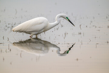 Grande Aigrette (Ardea alba) à la pêche aux tritons