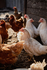 Chickens Standing in a Barn. A group of chickens are gathered together, standing around in a barn.