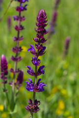 Macro of salvia sage blossoms as it just begins to bloom. Salvia deserta
