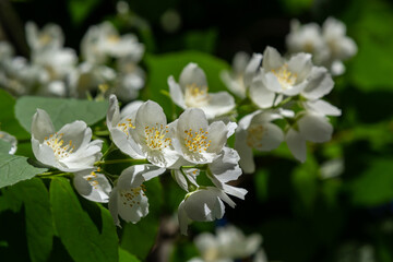 Close-up shot of bowl-shaped white flowers with prominent yellow stamens of the Sweet mock orange or English dogwood. Philadelphus coronarius in sunlight with blue sky background in summer