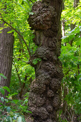 The form of plant disease on the trunk. This proliferation on the main stem has been growing for several years