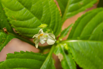Small balsam or small-flowered touch-me-not Impatiens parviflora yellow flower close up - obrazy, fototapety, plakaty