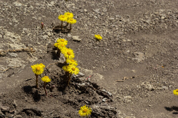 Tussilago farfara, commonly known as coltsfoot is a plant in the groundsel tribe in the daisy family Asteraceae. Flowers of a plant on a spring sunny day - obrazy, fototapety, plakaty