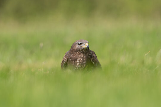 Common buzzard - Buteo buteo on ground in spring green grass. Green background. Photo from Lubusz Voivodeship in Poland.