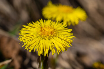 Tussilago farfara, commonly known as coltsfoot is a plant in the groundsel tribe in the daisy...