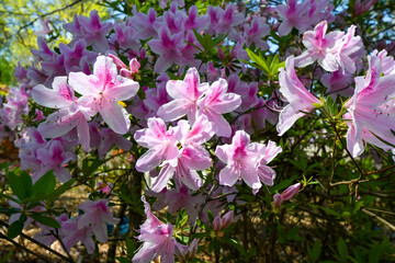 Pink Azalea, George L. Tabor Azalea, Rhododendron indicum 'George L. Tabor'