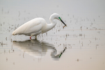 Grande Aigrette (Ardea alba) à la pêche aux tritons