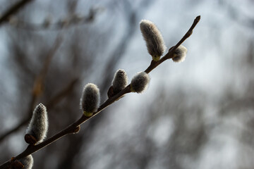 Pussy Willow on the waterside in early spring. Blur background on a sunny day. Symbol of Palm...