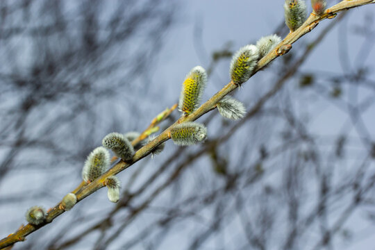 Willow Salix caprea branch with coats, fluffy willow flowers. Easter. Palm Sunday. Goat Willow Salix caprea in park, Willow Salix caprea branches with buds blossoming