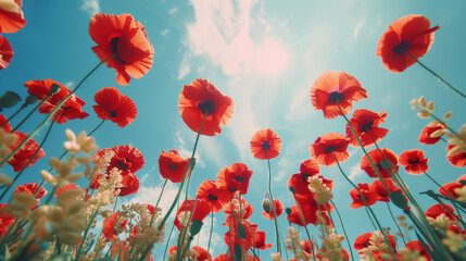 Obraz premium Sky's Canvas,Poppy Field Painting the Horizon,Horizon Harmony, Poppy Field Under a Vast Blue Sky,Nature's Symphony,Poppies Reaching for the Boundless Sky,Skies of Scarlet,Poppy Field Beneath.