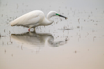 Grande Aigrette (Ardea alba) à la pêche aux tritons