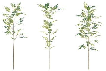 Fototapeta premium Fraxinus excelsior plant 4k png cutout