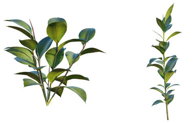  Ficus plant 4k png cutout