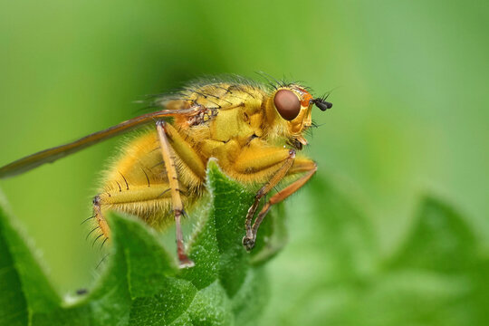Detailed closeup on a Golden dung fly, Scathophaga stercoraria sitting on a green leaf