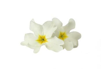 White flowers of the common primrose isolated on a white background