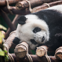 Image of Giant Panda sleeping in the park.