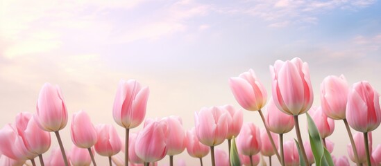 beautiful pink tulip flower.