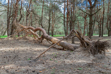 Fallen dry tree in old growth primeval forest. Decayed rotten trunk lie in woodland. Natural disasters by the wind. Adversity in wildlife and problem of ecology dead rotten plant. Environmental.