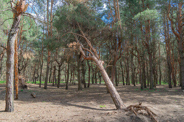 Fallen dry tree in old growth primeval forest. Decayed rotten trunk lie in woodland. Natural...