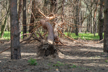 Fallen dry tree in old growth primeval forest. Decayed rotten trunk lie in woodland. Natural...
