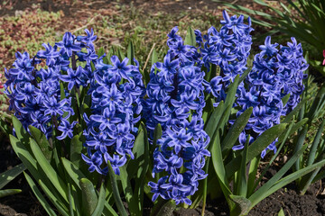 Hyacinth blooms on the lawn in the garden. Hyacinth (lat. Hyacinthus) is a genus of plants in the...