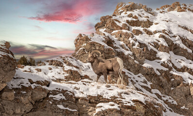 Bighorn at sunset