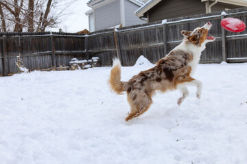 dog running and playing in the snow