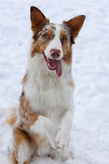 border collie dog sitting pretty in snow