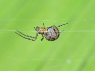 Orb spider on the web