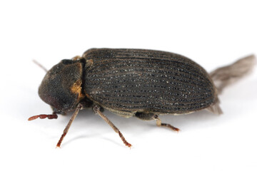 Common Furniture Beetle, Furniture Borer, Woodworm (Hadrobregmus pertinax, Anobium pertinax)....