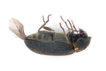Common Furniture Beetle, Furniture Borer, Woodworm (Hadrobregmus pertinax, Anobium pertinax),...