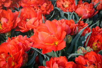 Terry tulip with red petals