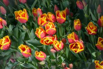 Several tulips with red petals and a yellow edge