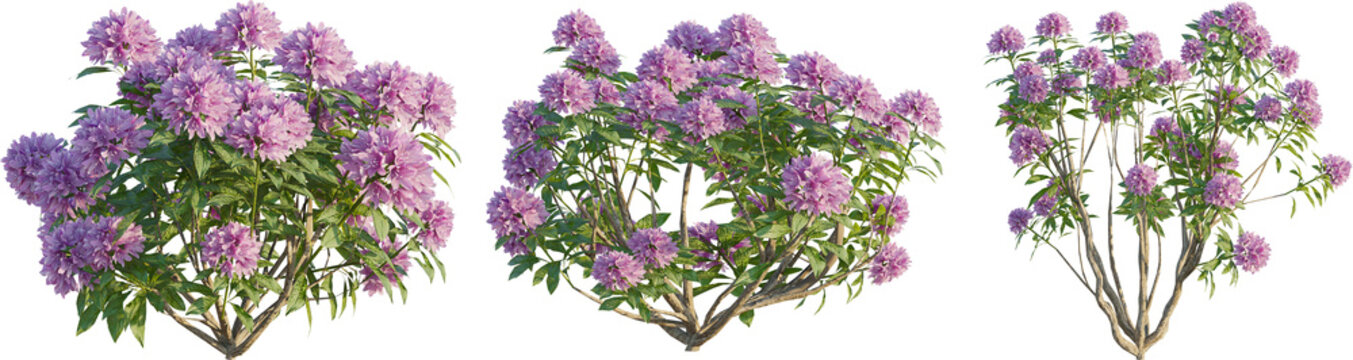 Rhododendron plant 4k png cutout