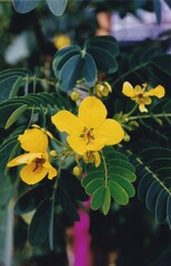 Fototapeta premium Senna surattensis (Cassia surattensis) - Bush Cassia, Scrambled Egg Tree 