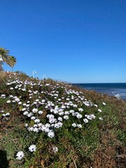 flowers on the beach