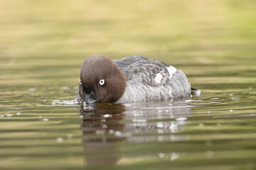 Common goldeneye or goldeneye - Bucephala clangula female swimming in water at green background. Photo from Lubusz Voivodeship in Poland.
