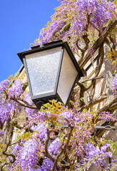 Street lamp on the wall with blooming wisteria against the blue sky