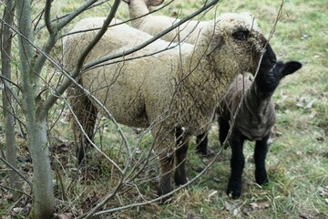 Schaf mit Lamm hinter Strauchzweigen auf Weide am Nachmittag im Frühling