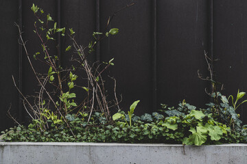 plants on wall