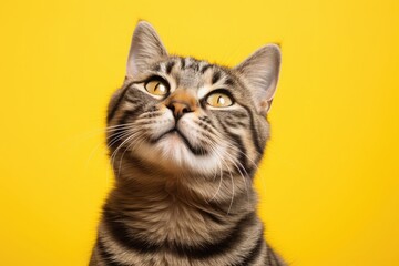 Cat promotional photo in yellow background