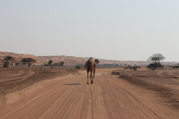 Camel in the Wahabi Sands desert