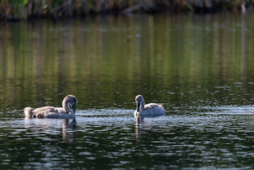 Two baby swans feeding in the wild lake during sunny day