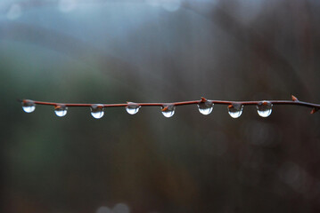 Raindrops on a branch