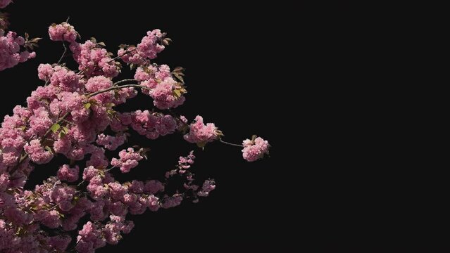 Cherry blossom branch on isolated png background, alpha channel