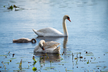 Swan family with baby cygnet on a wild pond