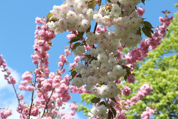 view of sakura branches blooming with pink and white flowers against a background of blue sky in a botanical garden