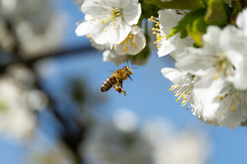 bee on a flower